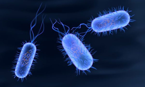 salmonella