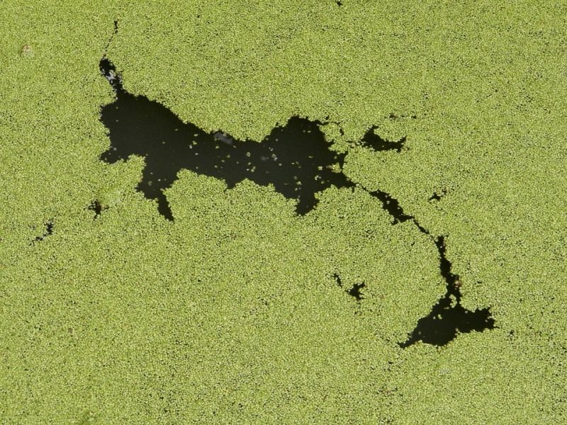 algae