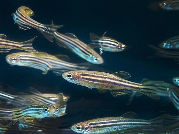 zebrafish