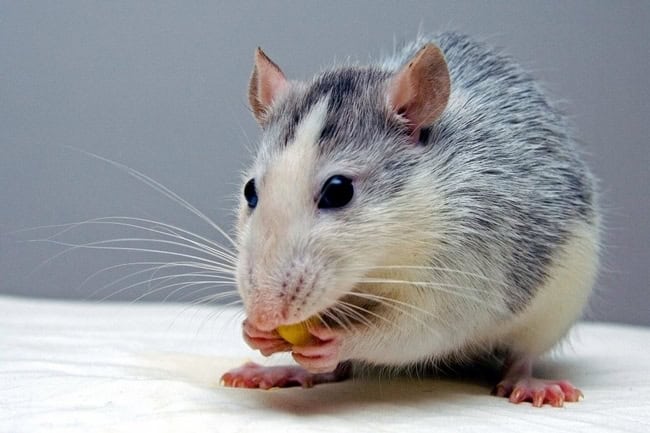 Rat Fever