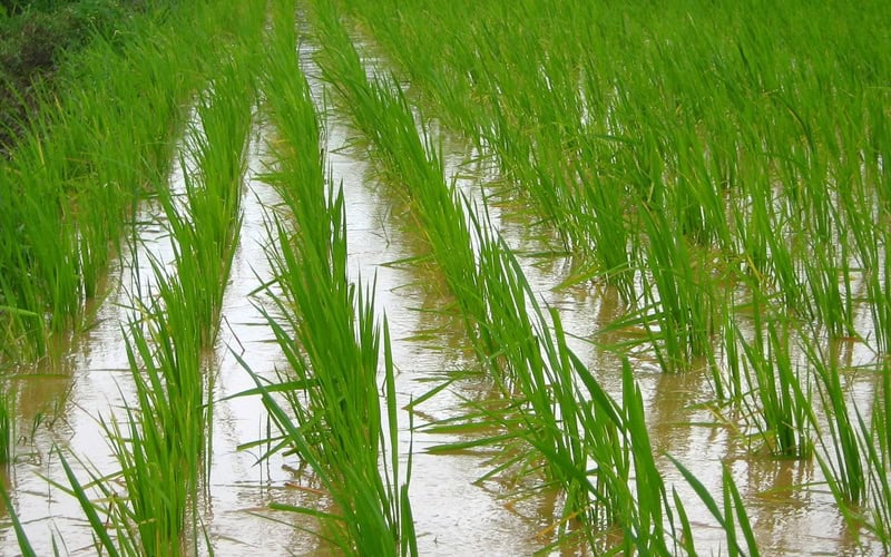 Crop-Farming