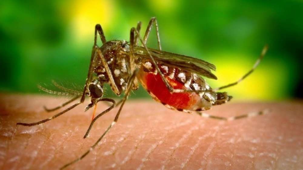 HYDERABAD IS UNDER MOSQUITO ATTACK
