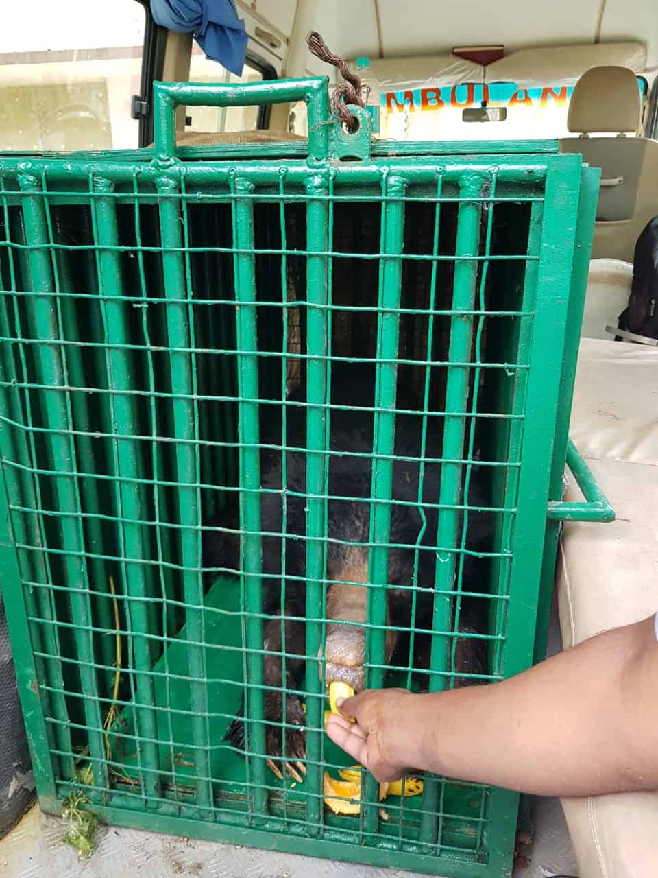 Rescued sloth bear brought to Hyderabad zoo