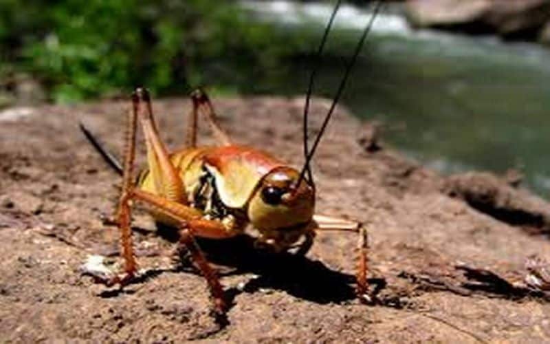 Sounds affect flies' survival: Study