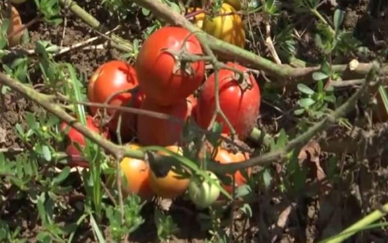 Hybrid seed varieties augment vegetable cultivation in J-K