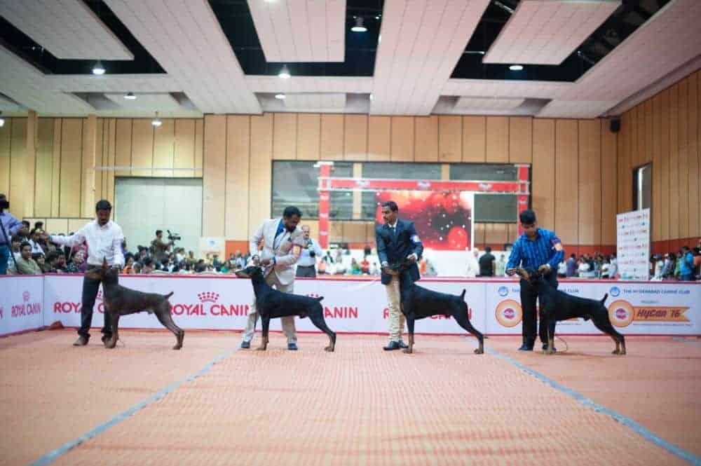 India’s largest exhibition on pet care to be held in Hyderabad
