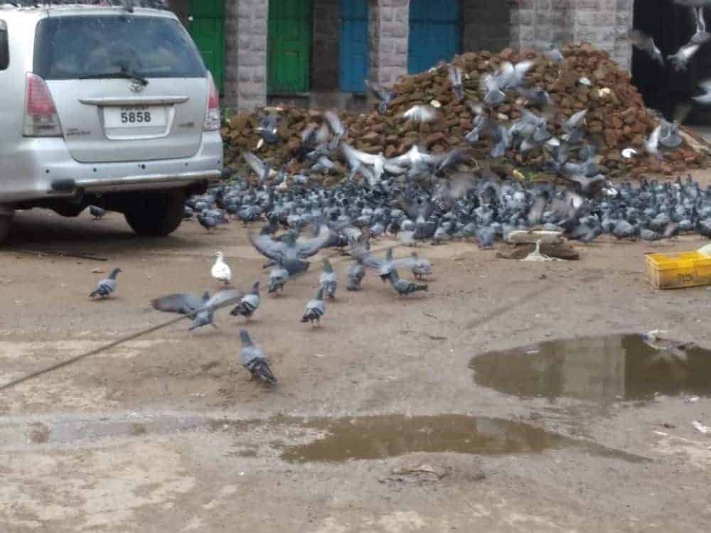 Hyderabad: 500 pigeons of Mozamjahi Market release in Srisailam