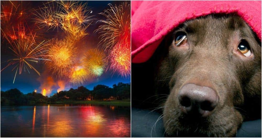 Animals bear brunt of loud cracker noise the most