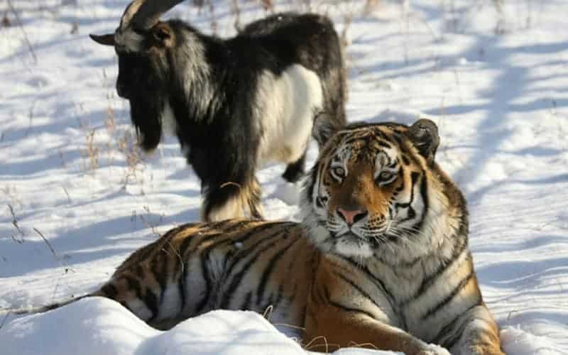 Russian goat who made unlikely friends with tiger dies