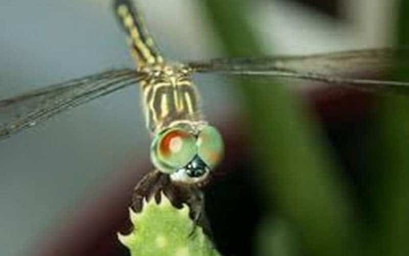 World is facing extensive insect decline: Study