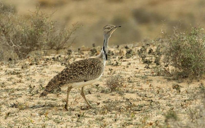 Pak issues permit to Qatar royals to hunt protected bird