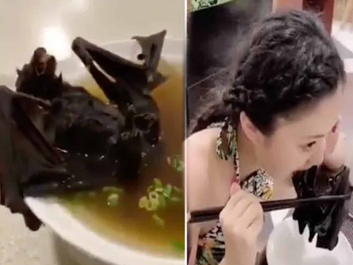 bat soup