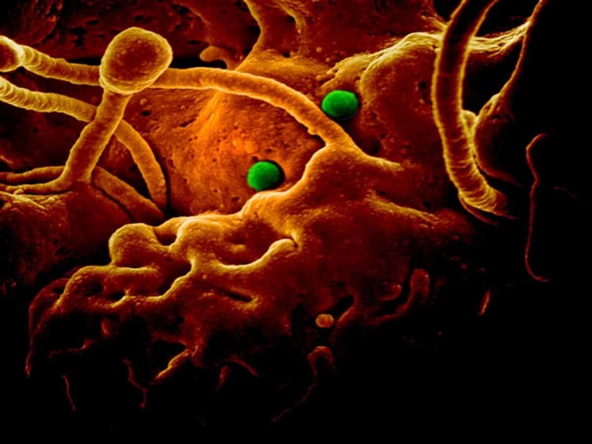 China confirms fourth coronavirus death