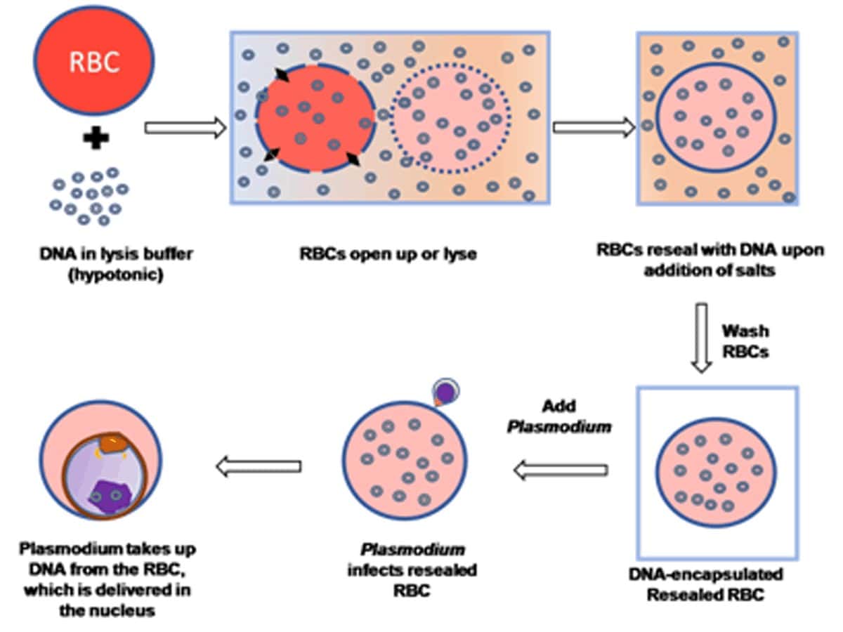 New method to make genetic alterations in malaria parasite