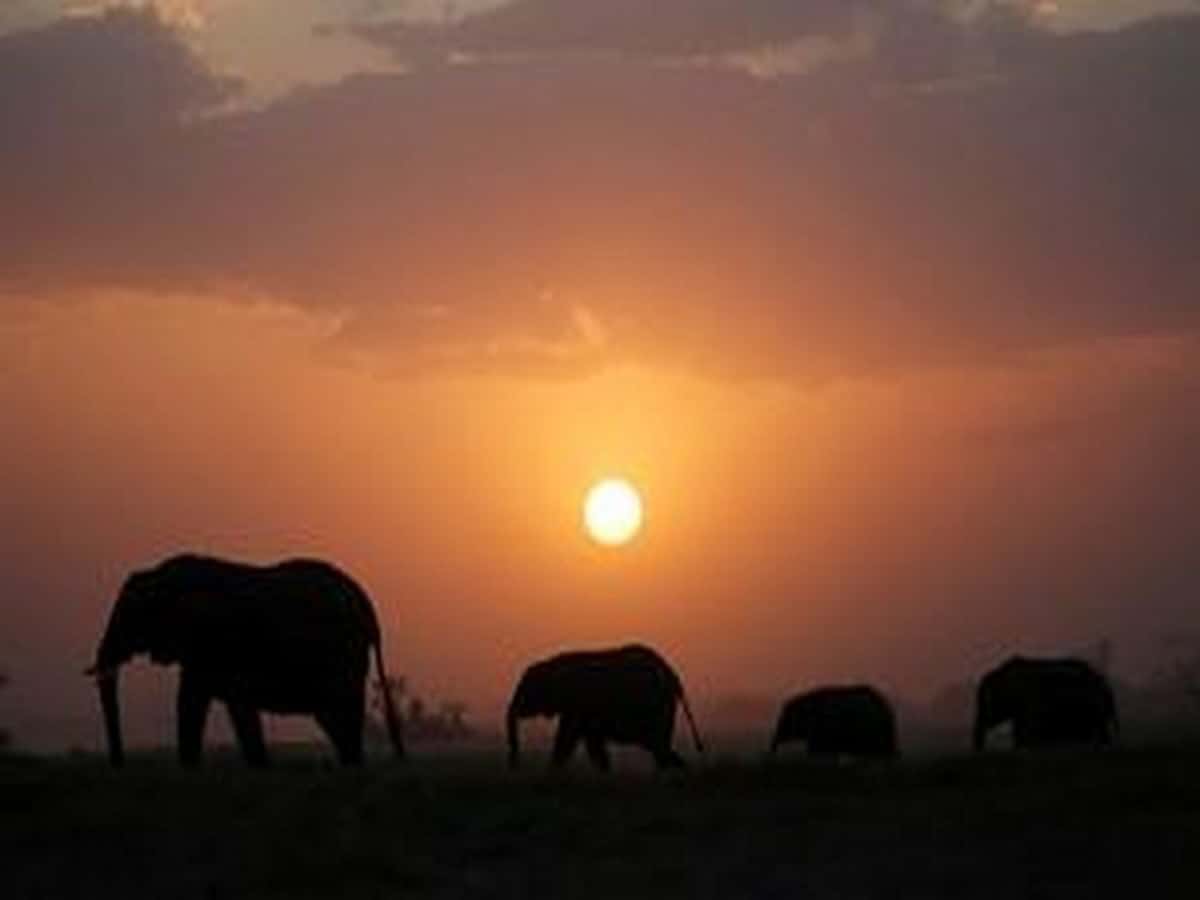 elephant