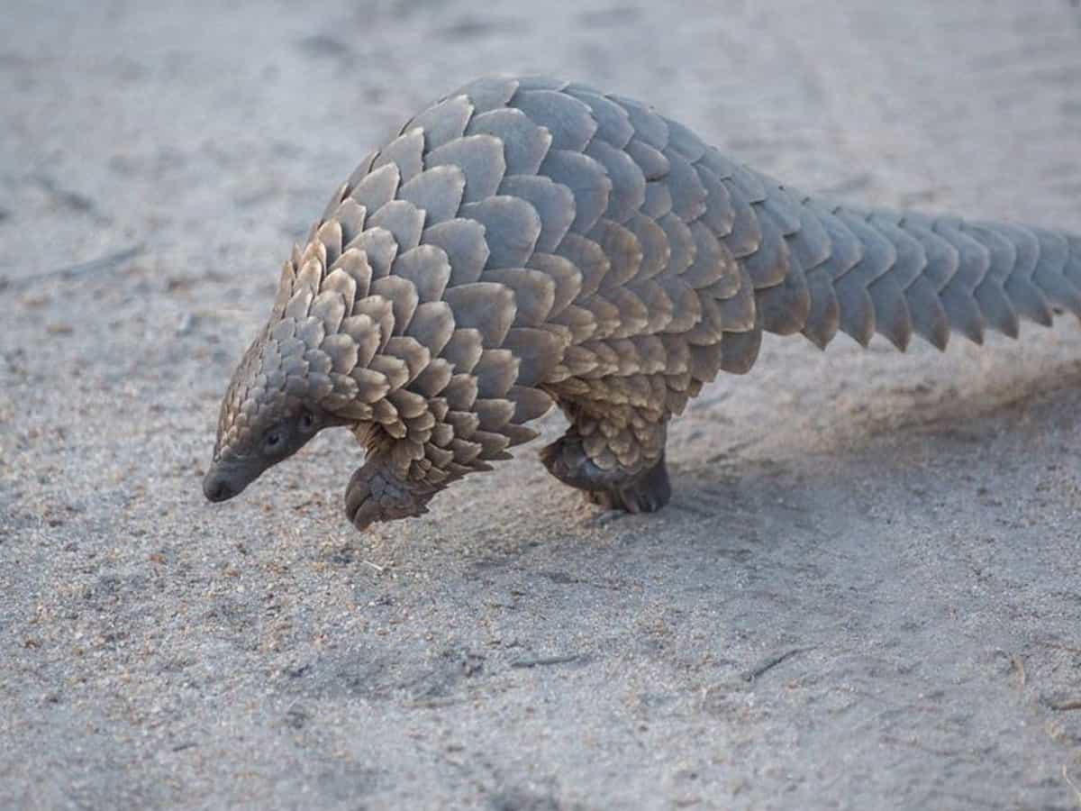 Pangolin