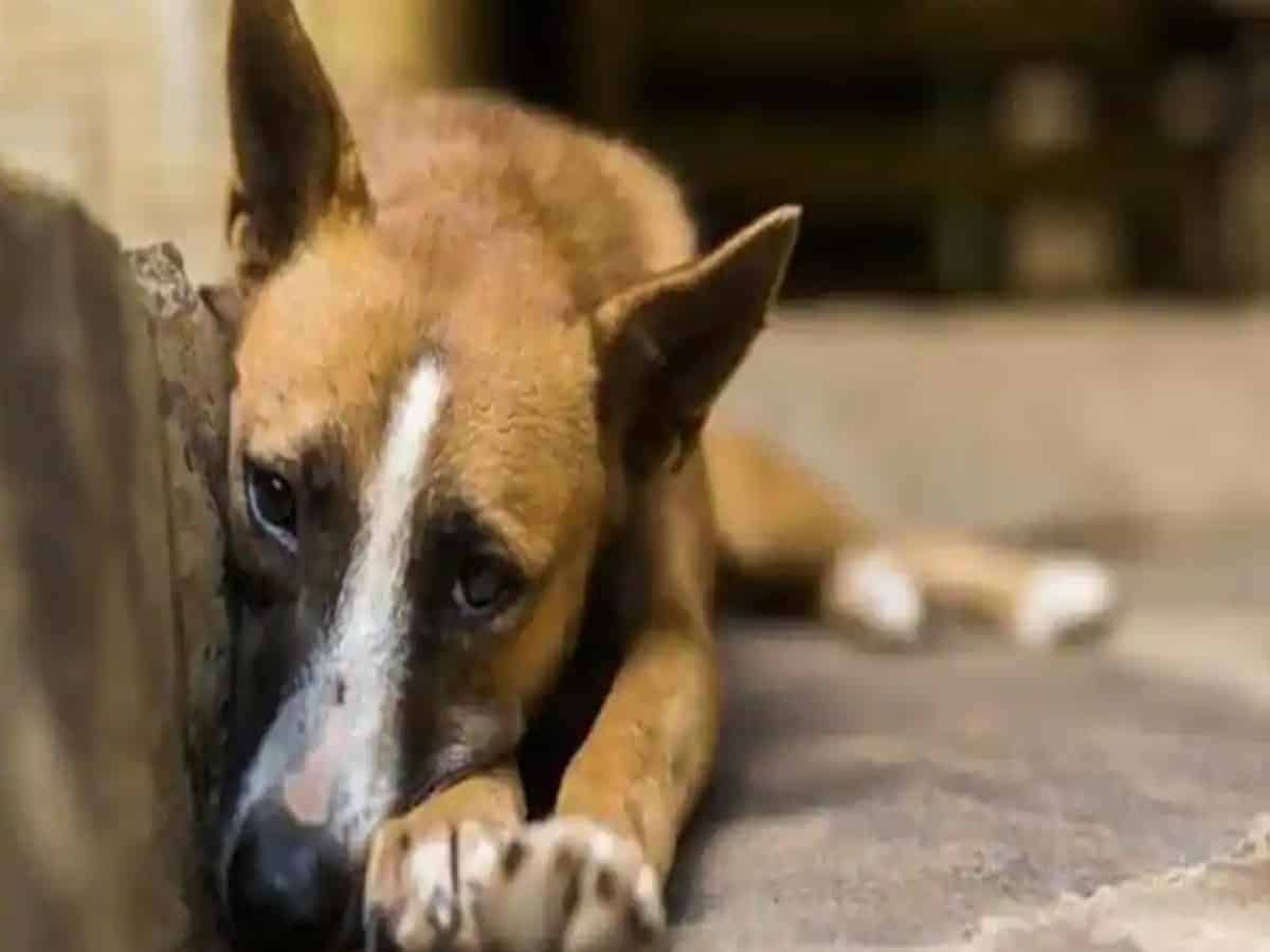 Hyderabad: Dog beaten up by security guard, critical