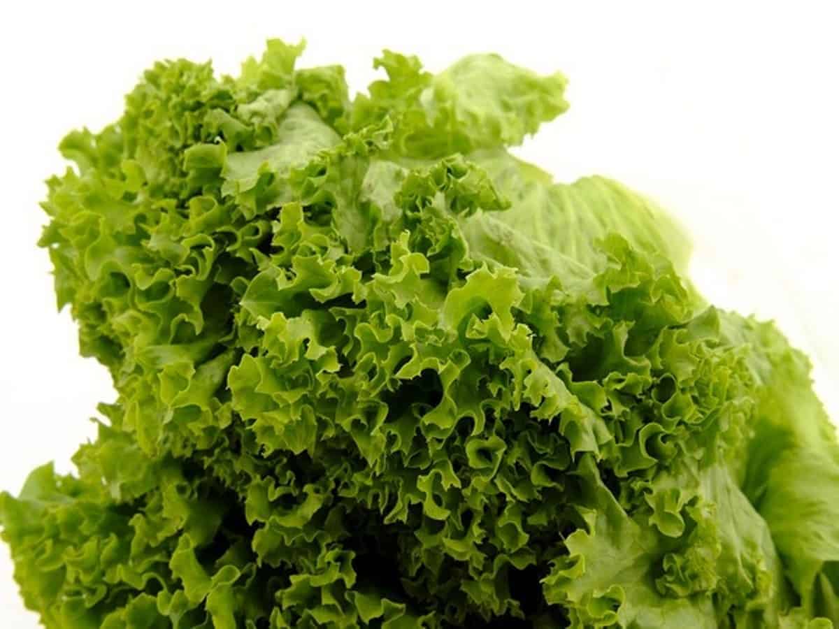 lettuce