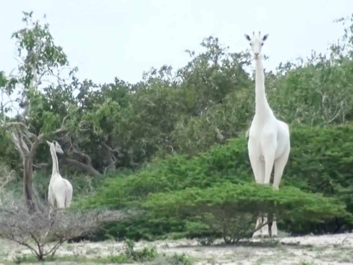 giraffes