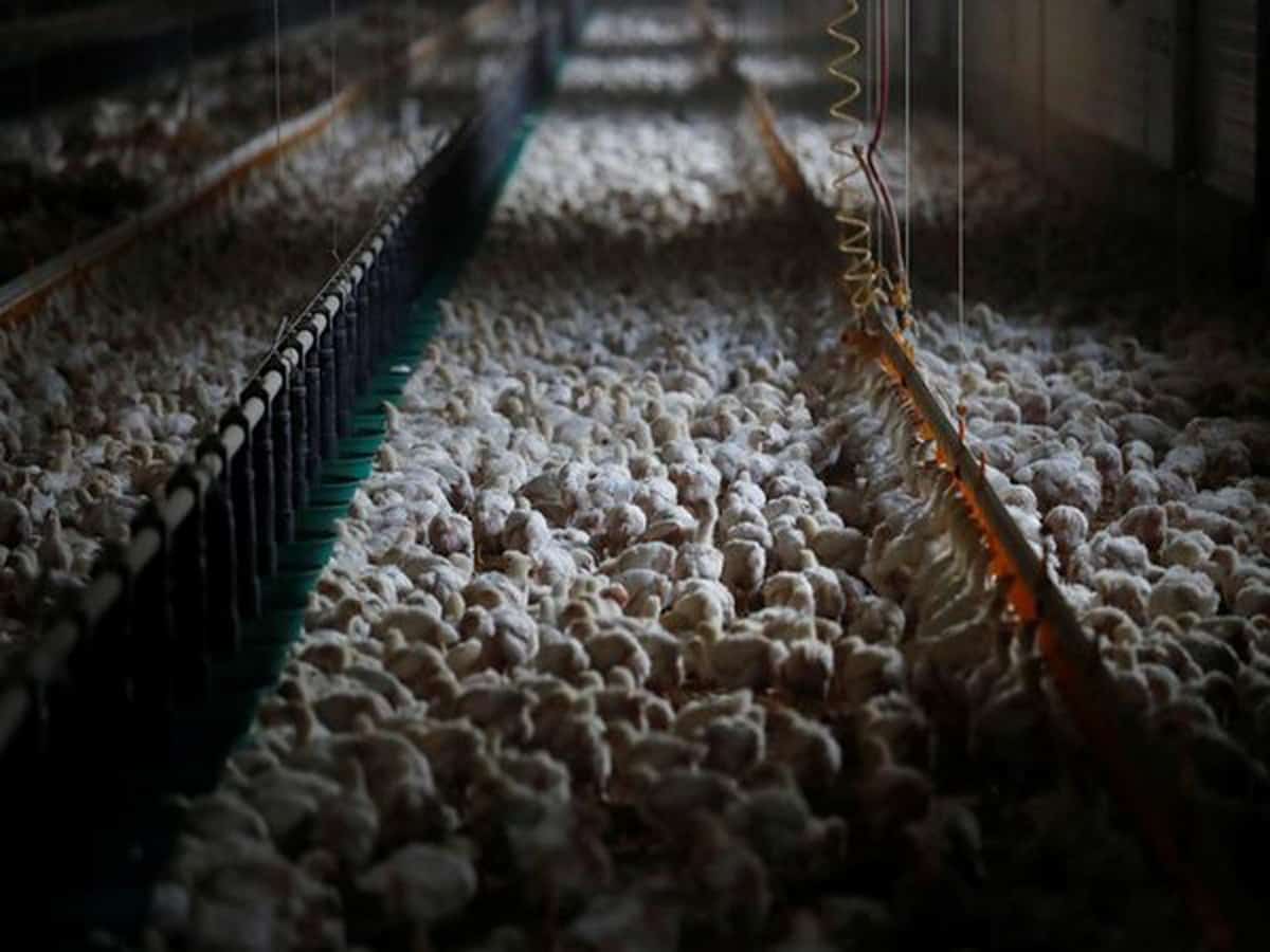 Chicken