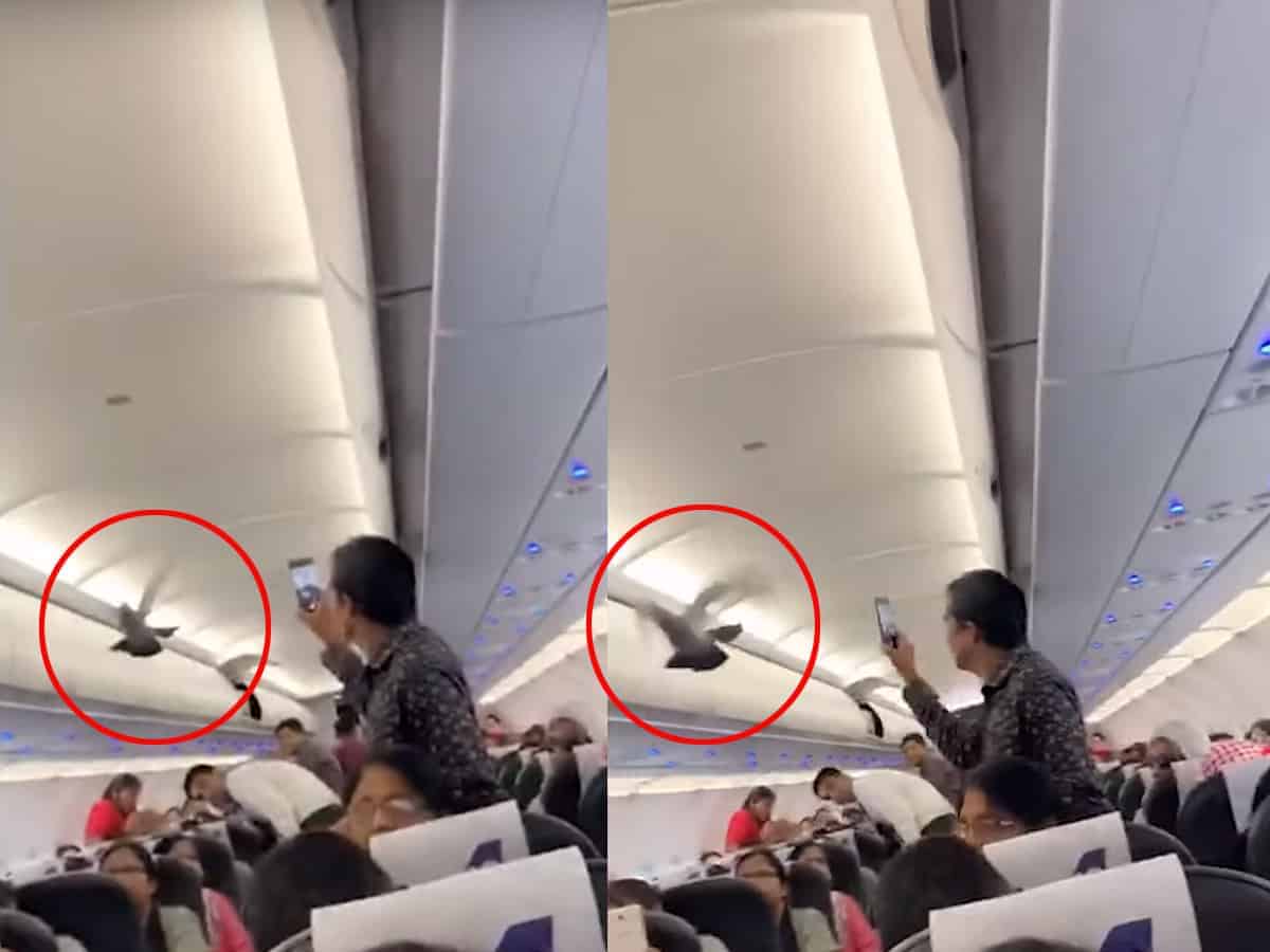 Pigeons