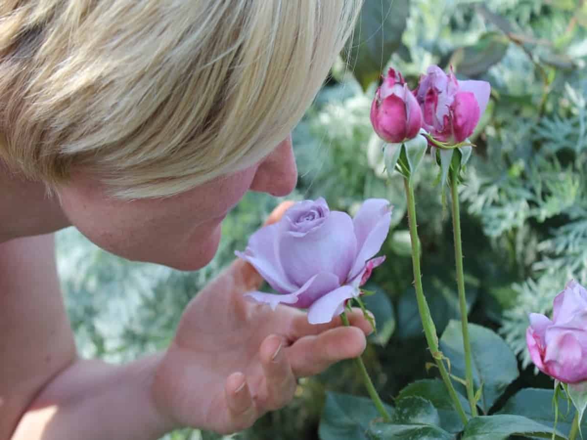 anosmia-loss-of-smell