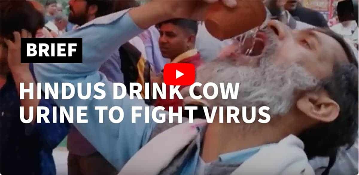 cow urine party