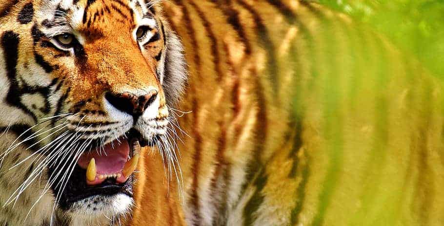 Tigress