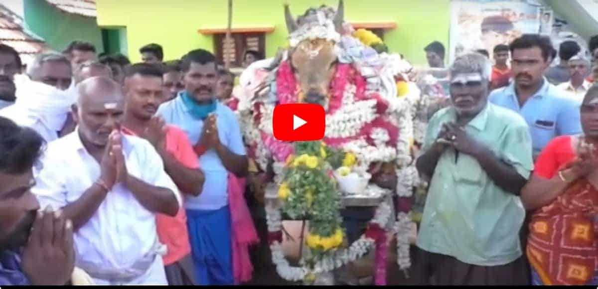 Bull funeral procession