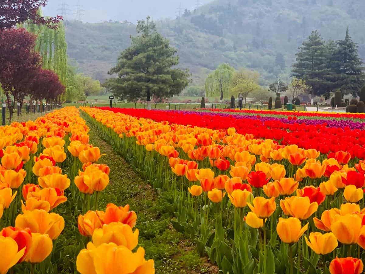 Asia's largest Tulip Garden in full bloom