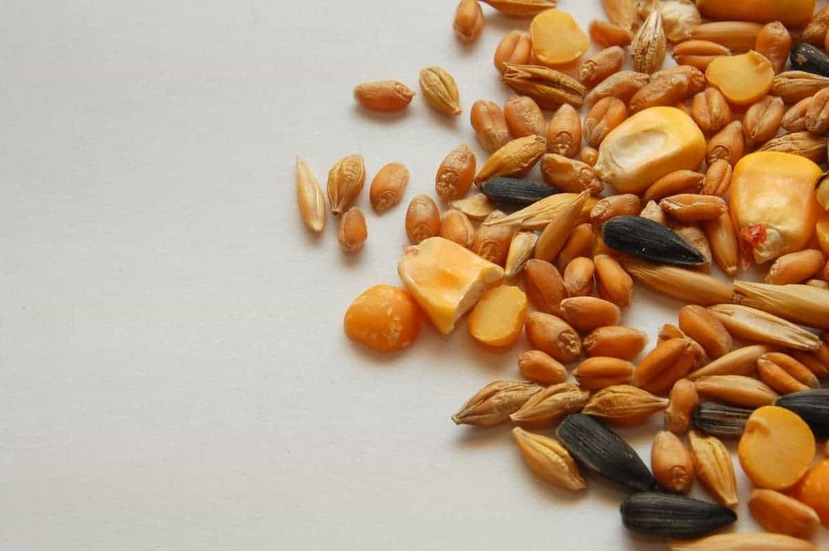 food grains