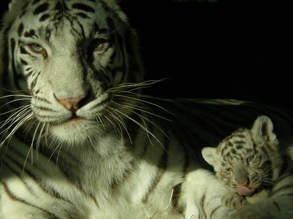 White tiger