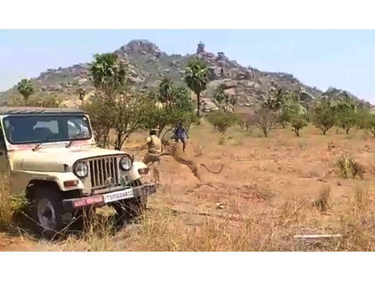 TS: Panther dies after being rescued, had multiple injuries