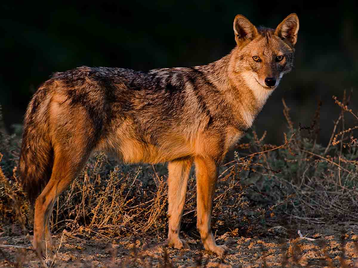 Meat bomb kills jackal, 12 arrested in Tamil Nadu