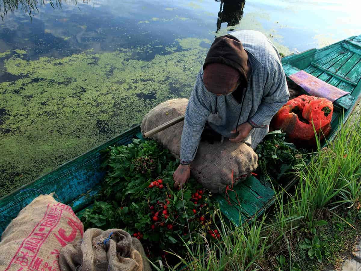 Dal Lake is serving as main vegetable market for Srinagar