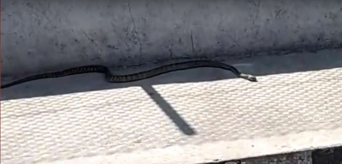snake