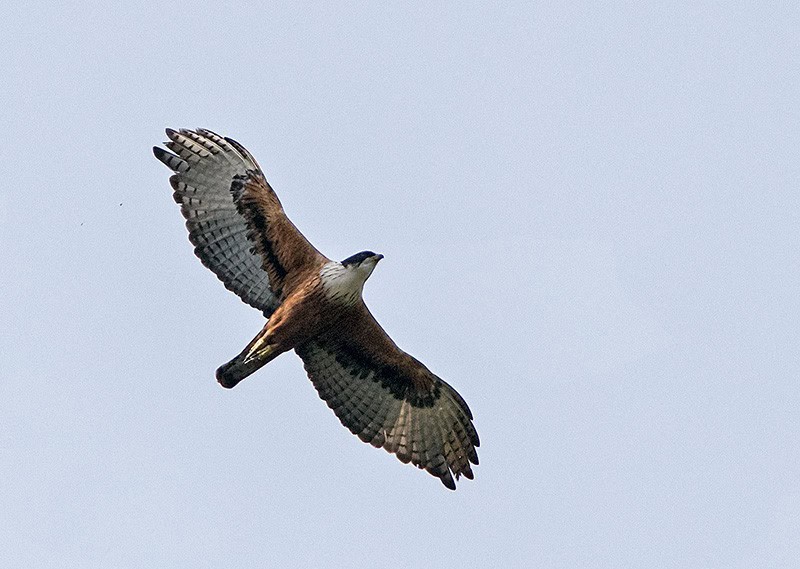 rare bird in telangana
