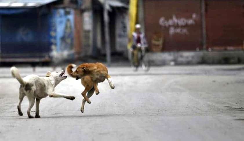 Two killed over 'dogfight' in UP's Bijnor