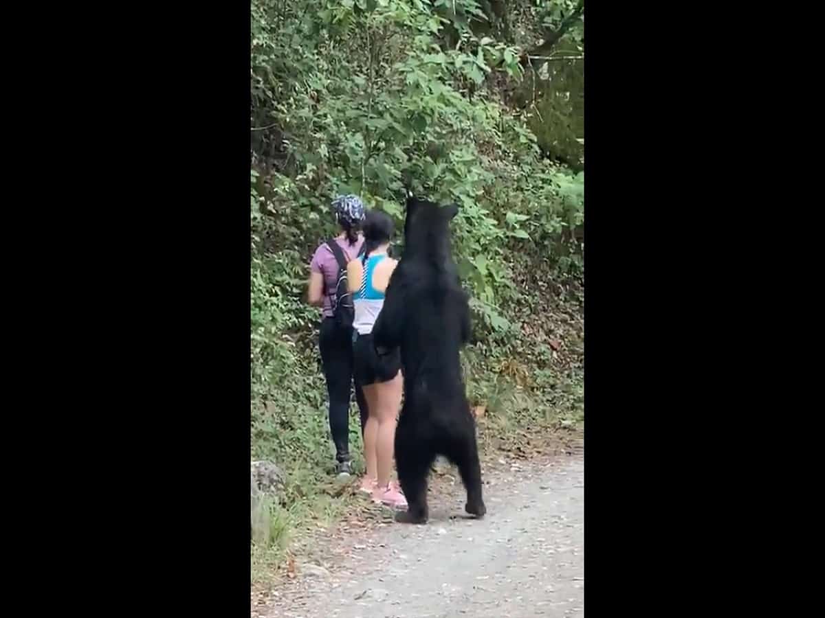 Bear