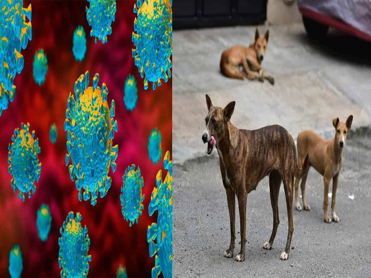 No evidence to support Covid-19 spread from dogs to humans