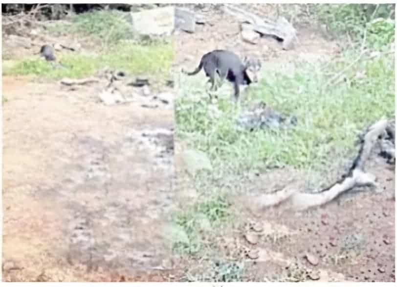 dogs eating bodies