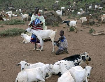 goat milk