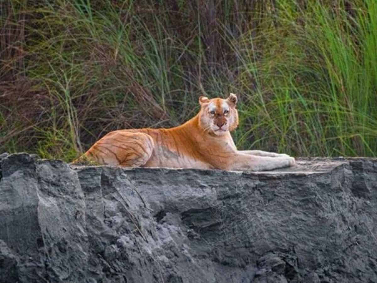 golden tiger