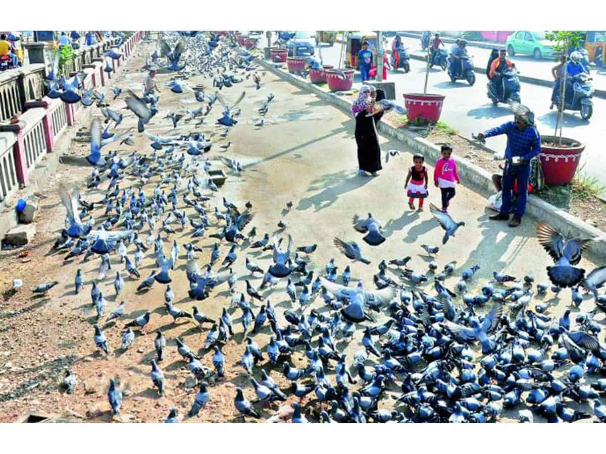 Feeding pigeons triggers menace, GHMC must ban it: Experts