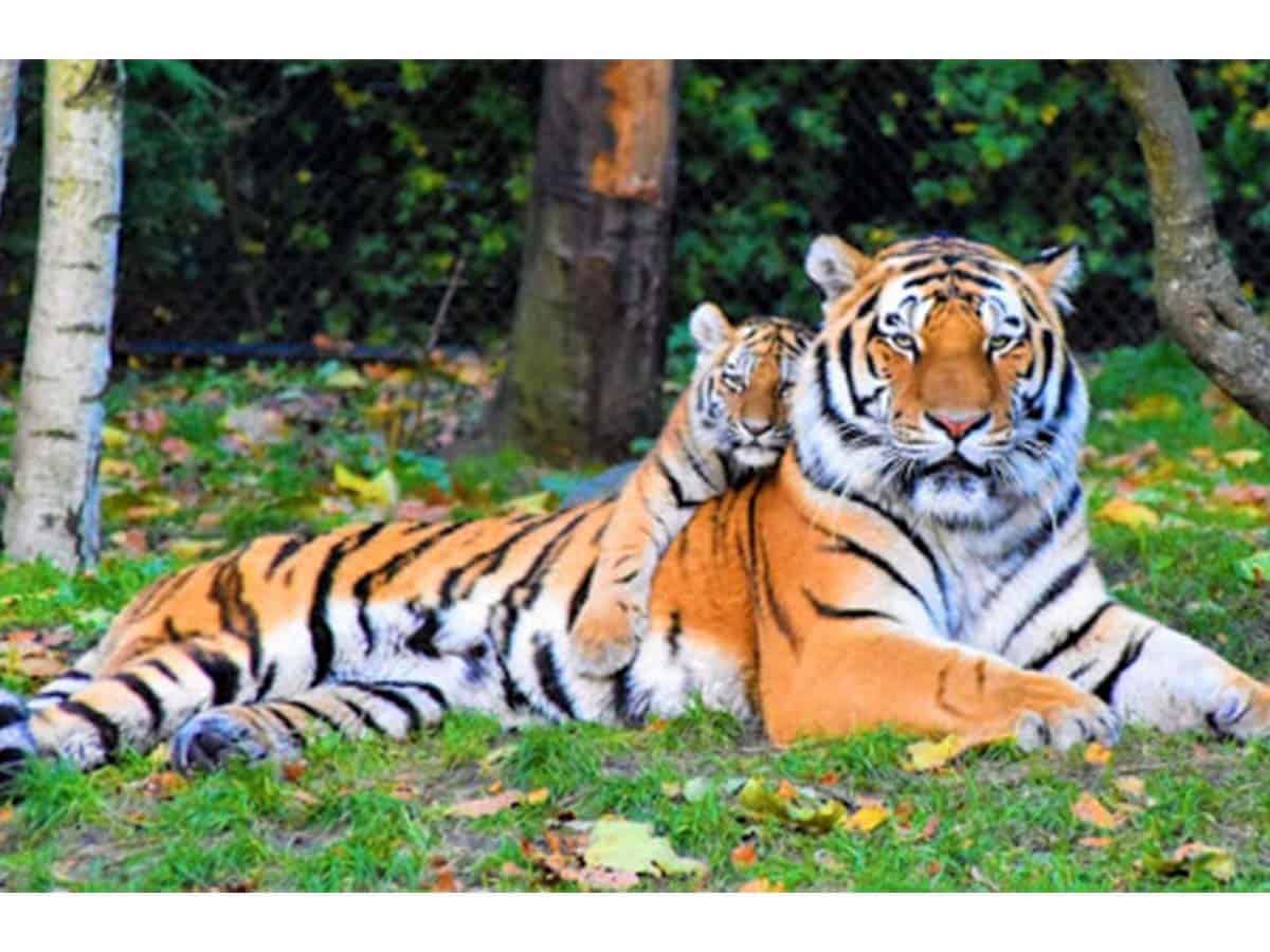 international tigers day