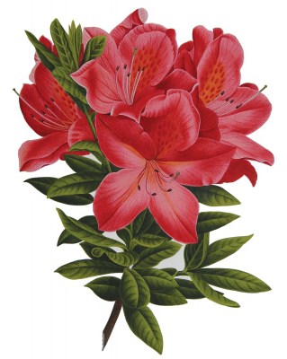 Botanical miniatures go on view in e-exhibition