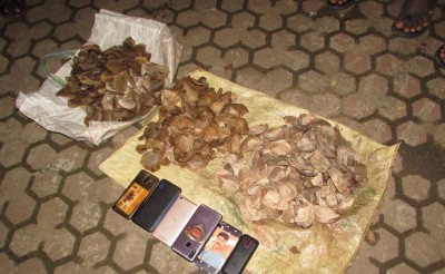 Pangolin trading racket busted in Karnataka's Chikkamagaluru, 10 held