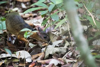 Suspected bubonic plague case reported in Mongolia