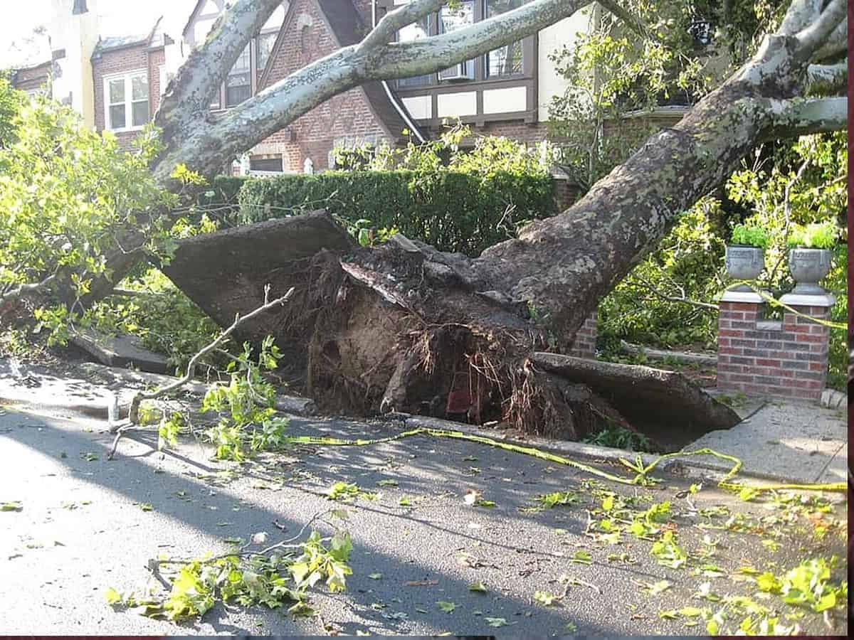 uproot-trees