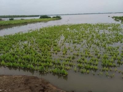 2K families affected by Krishna river flood in AP's Vijayawada